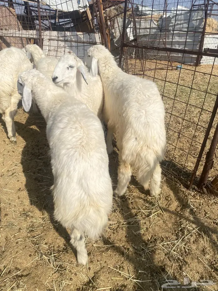 ذبايح طليان نجد وحبص مع الذبح والتوصيل 0