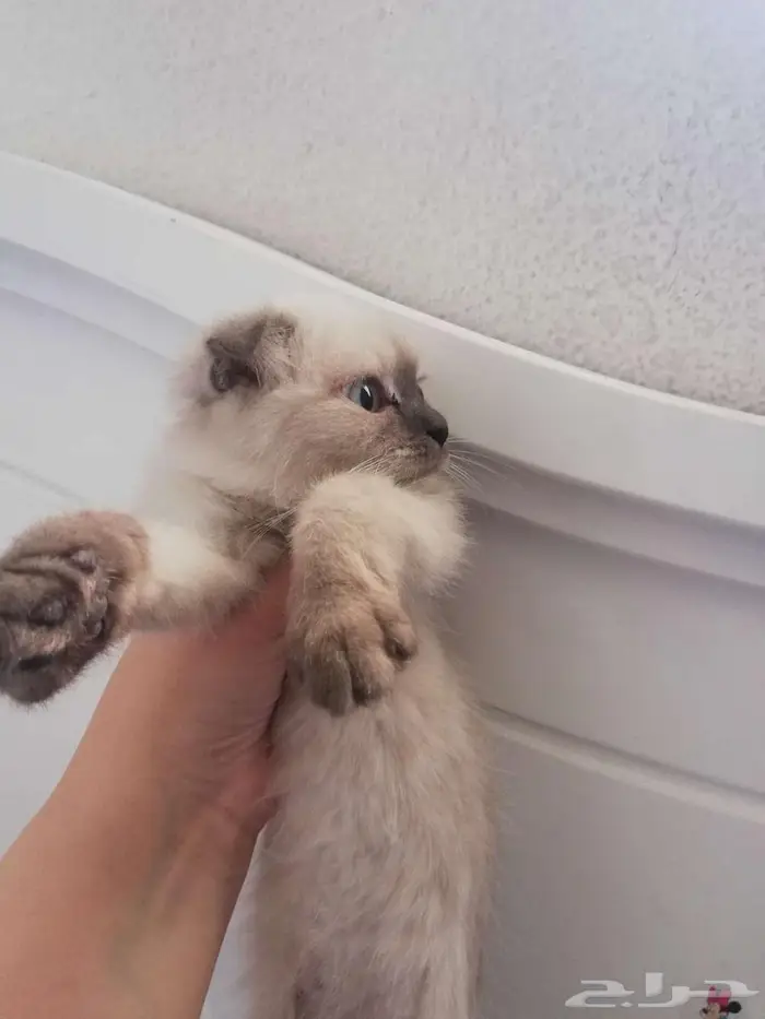 قطة همالايا شوكلت فولد 1