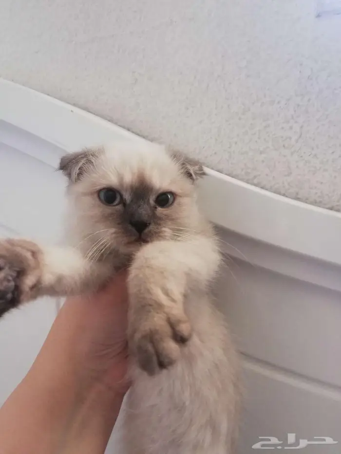 قطة همالايا شوكلت فولد 0