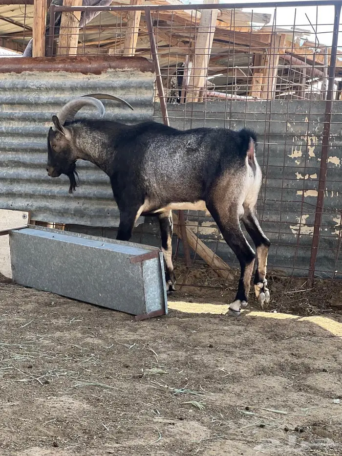 فحل ولد وعل مباشره 2