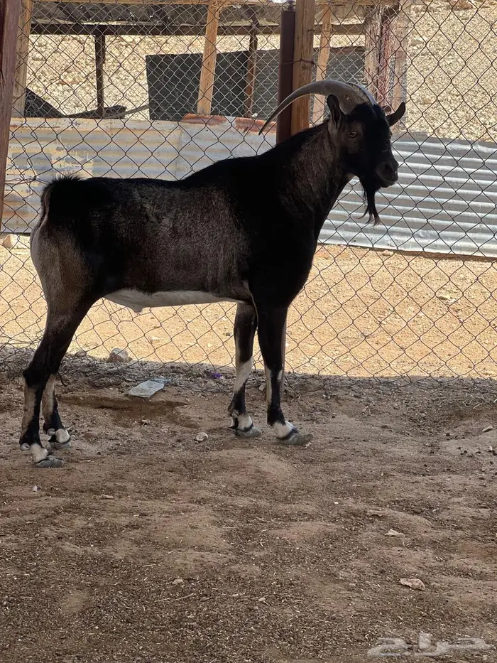 فحل ولد وعل مباشره 0