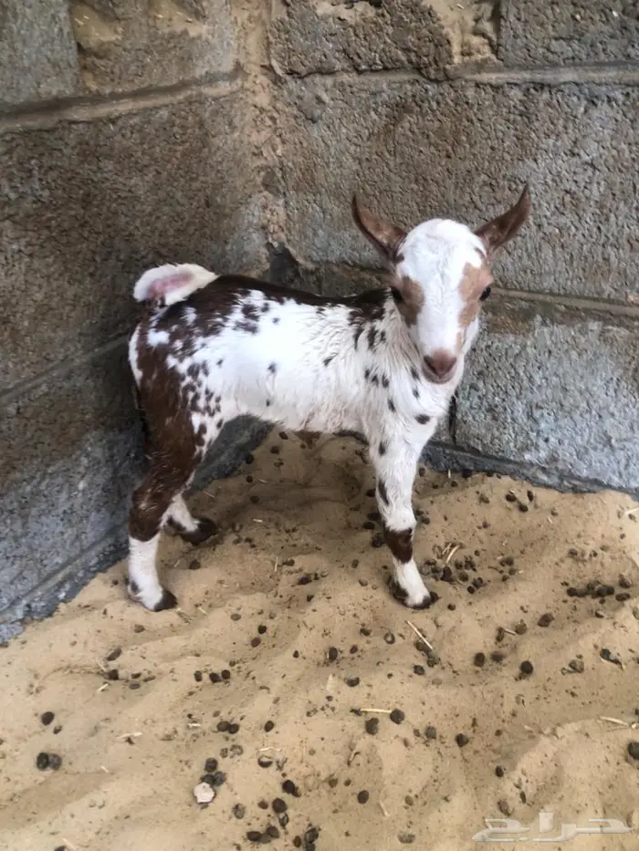 عنز عمانيه خصم الخصم قريب الولادة الاحساء 9