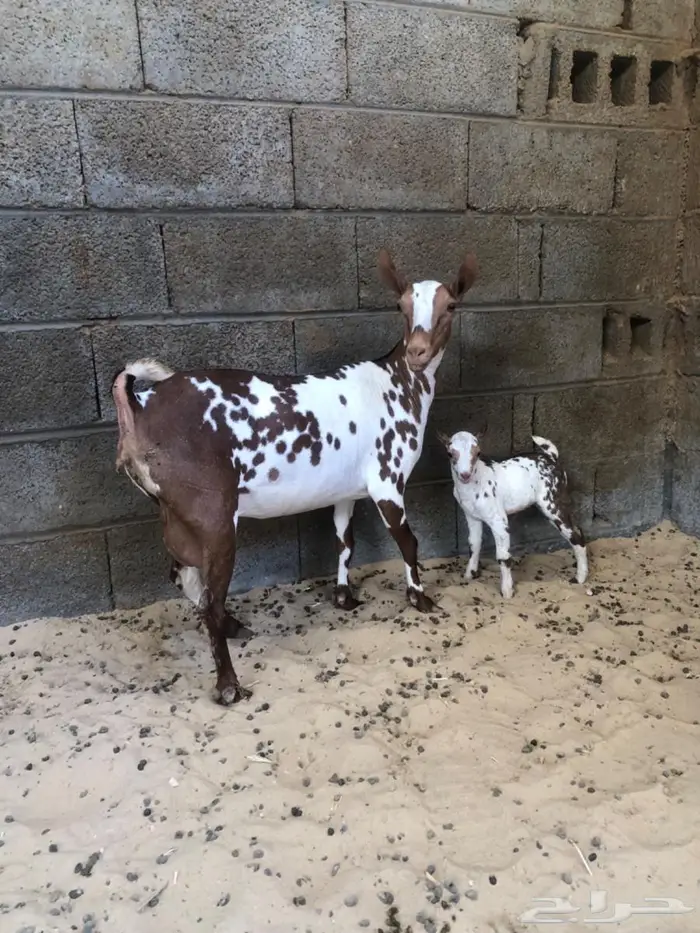 عنز عمانيه خصم الخصم قريب الولادة الاحساء 11