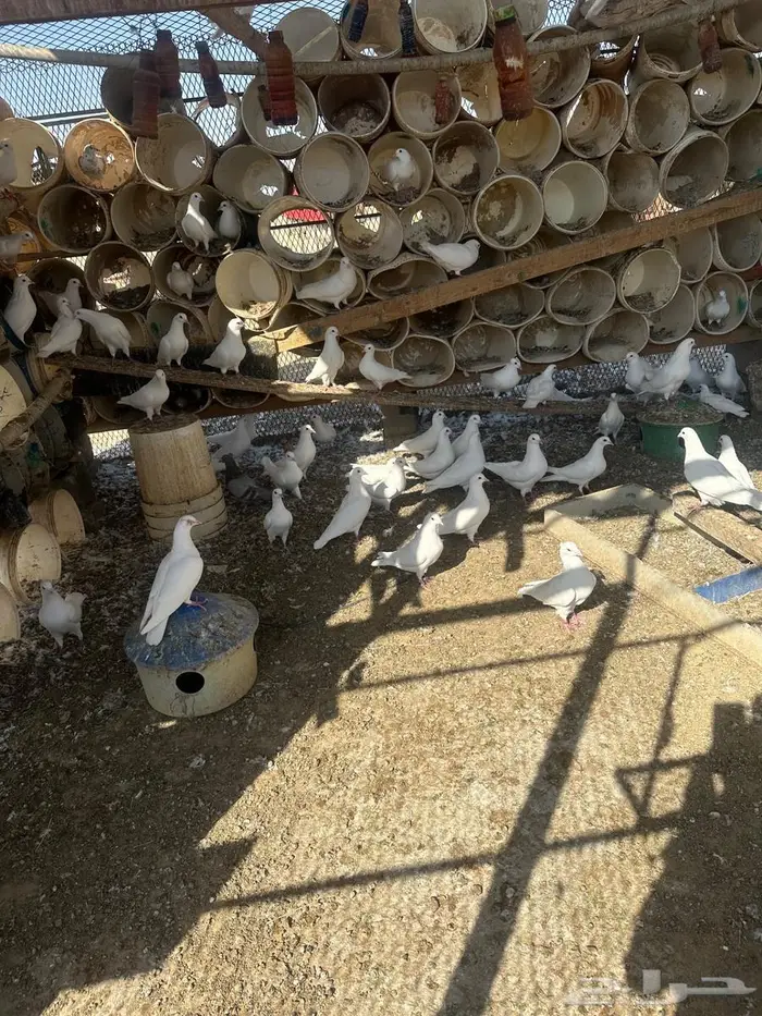 حمام فرنسي سوبر 2