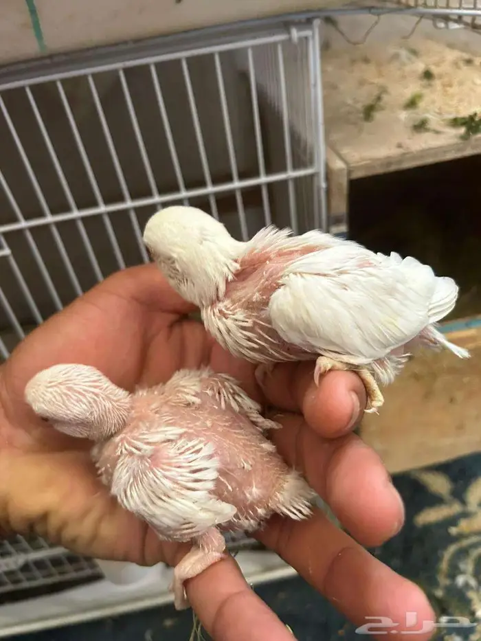 فرخين روز أبيض 1