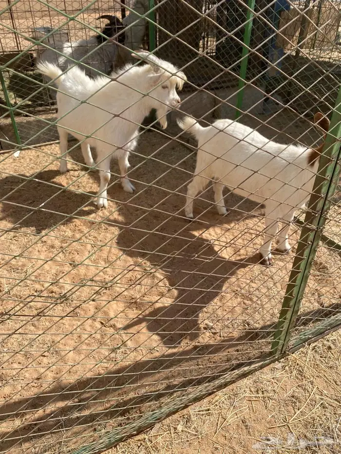 جفره وتيس العمره 9 شهور 2