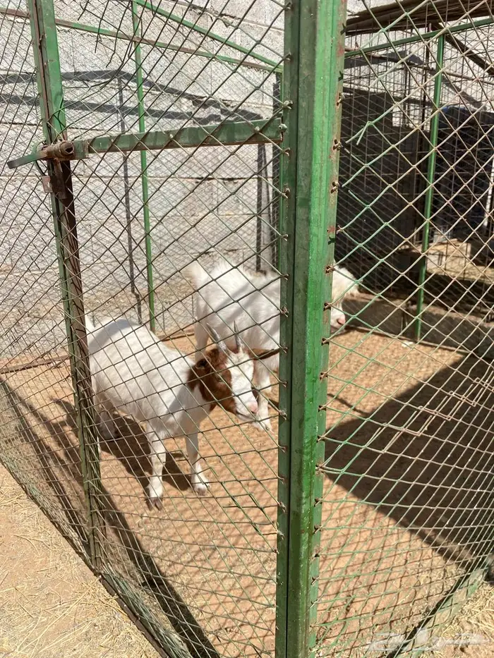 جفره وتيس العمره 9 شهور 3