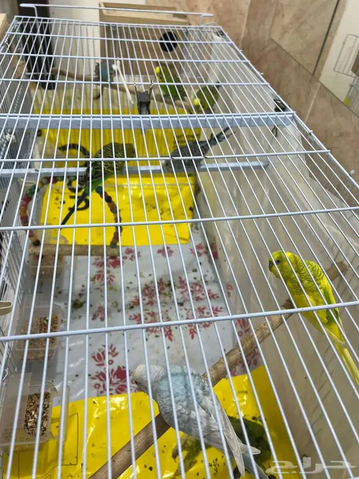 للبيع - طيور الحب البدجي عدد 12 9