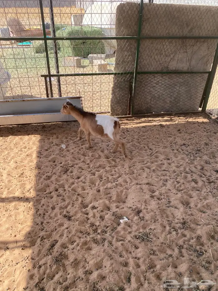 جفره قزميه مستوى طيب 2