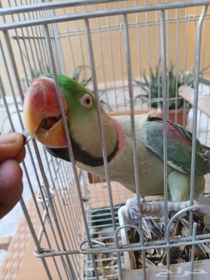 ببغاء نيبالي أليف 0
