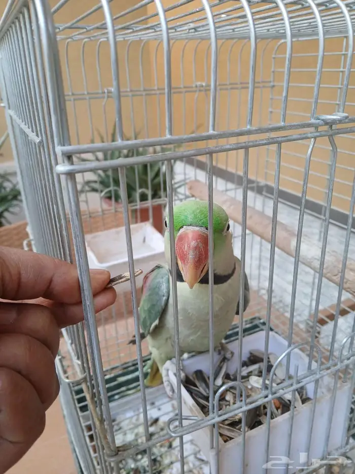 ببغاء نيبالي أليف 4