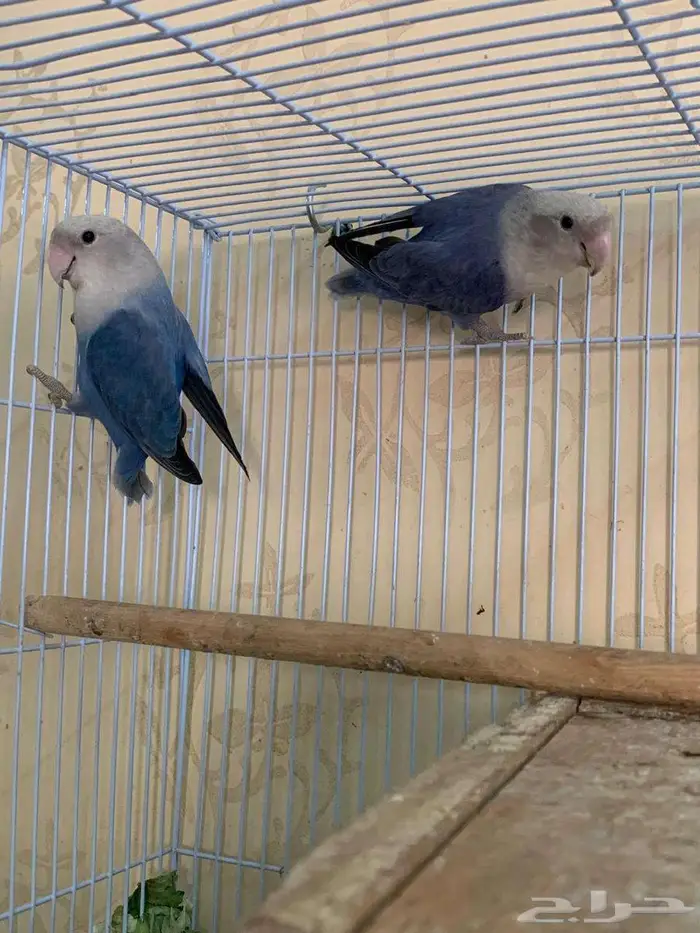 زوج طيور روز بالد منتج وصور الانتاج موجودة 0