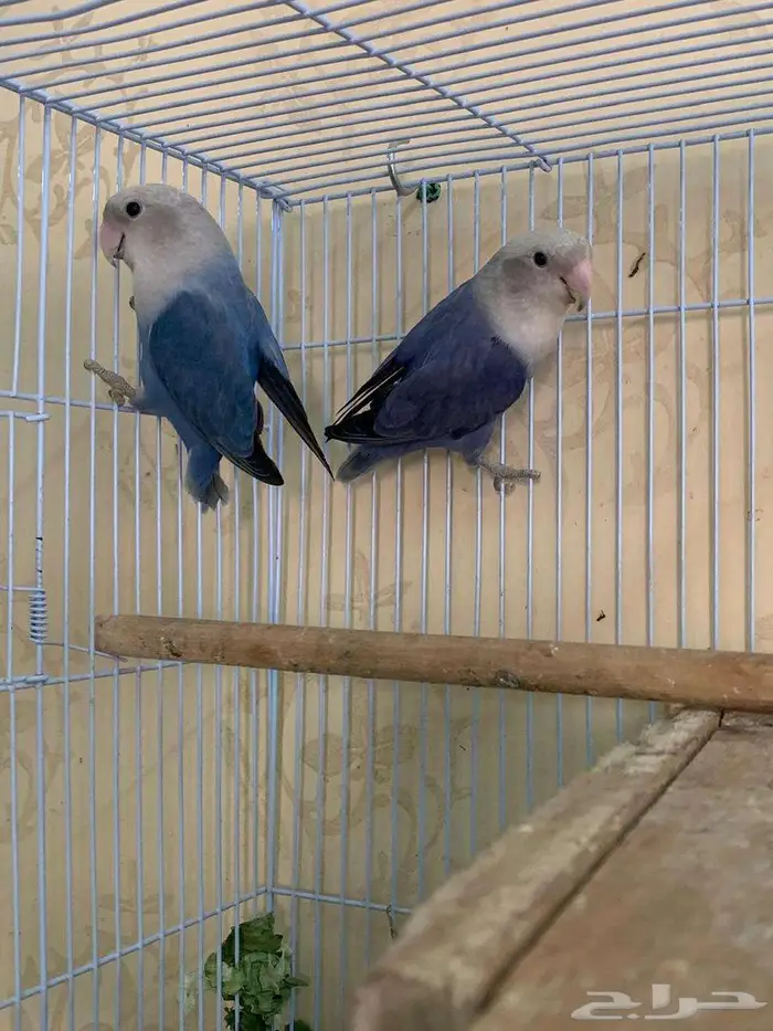 زوج طيور روز بالد منتج وصور الانتاج موجودة 4
