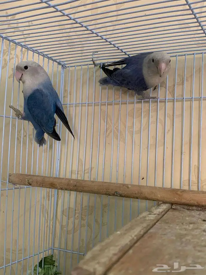 زوج طيور روز بالد منتج وصور الانتاج موجودة 1