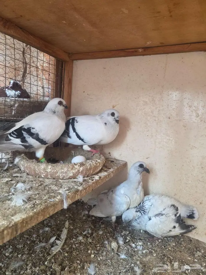 حمام شامي عمري بوز 0