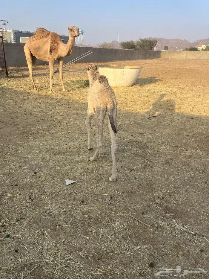 بكره كفو ضيار 0