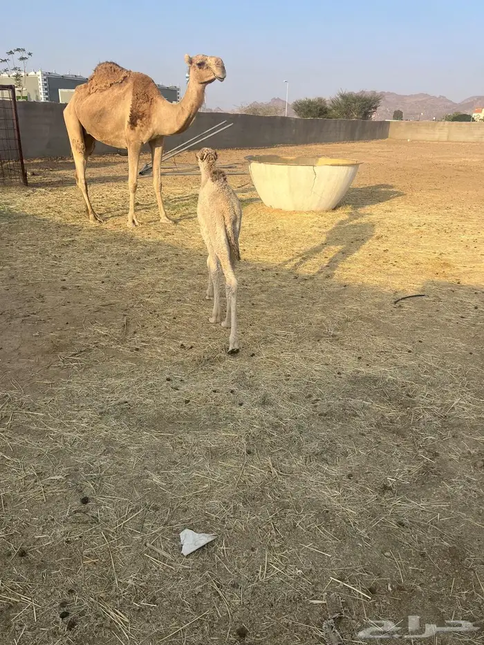 بكره كفو ضيار 1