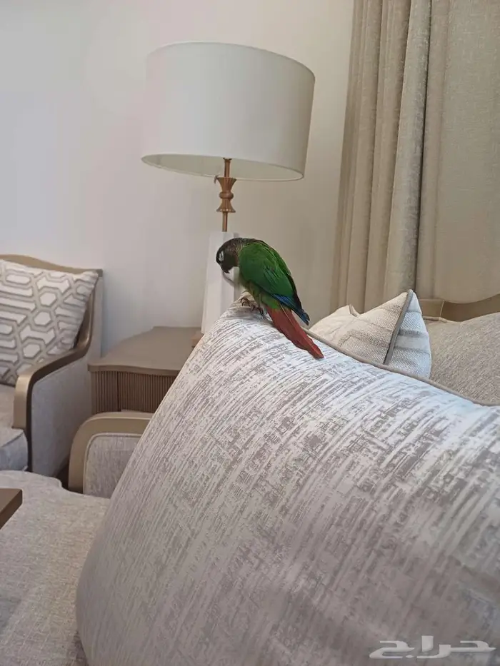 كنيور اليف 1