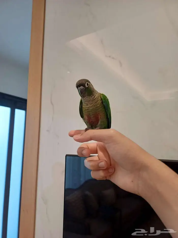 كنيور اليف 4