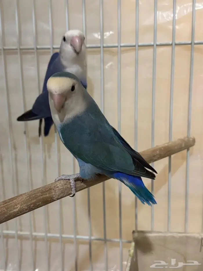 عدد 2 طيور حب بادجي للبيع 1