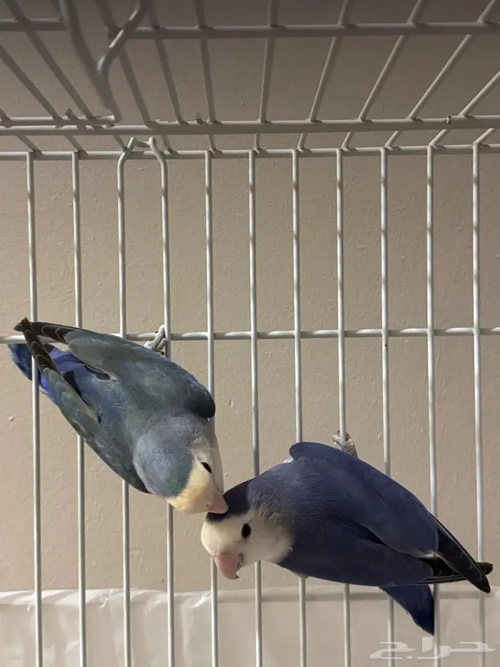 عدد 2 طيور حب بادجي للبيع 2