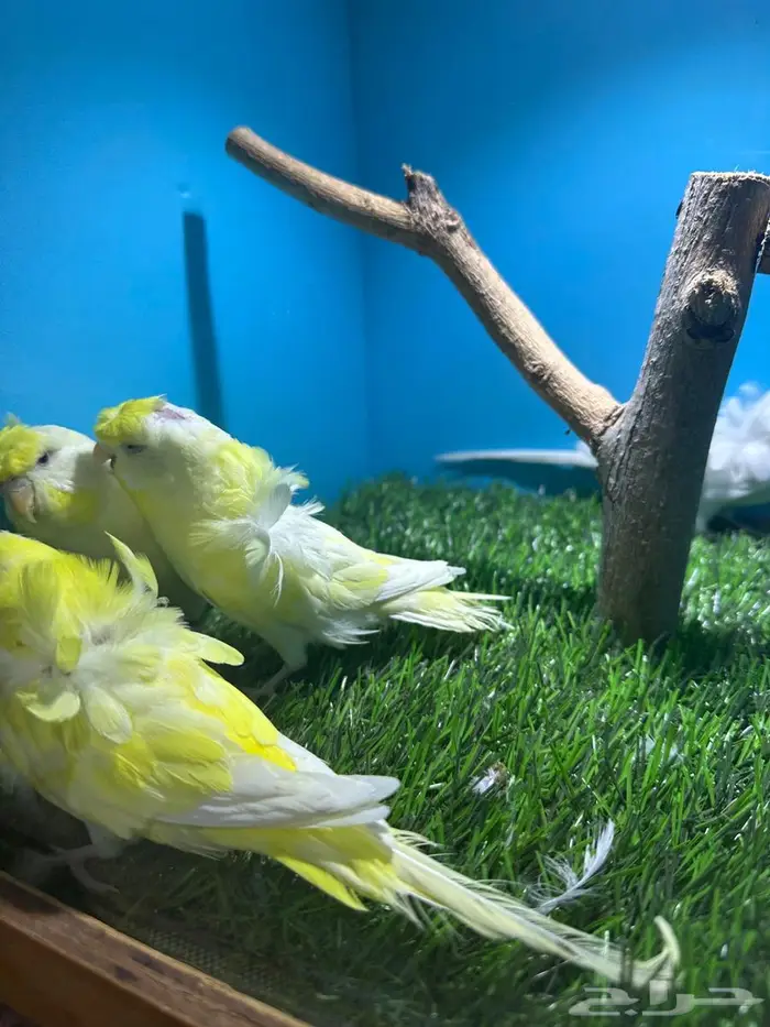 بادجي هوقو 3