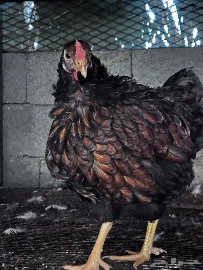 وايندوت رد بلو اجمل الألوان- الباحة 0