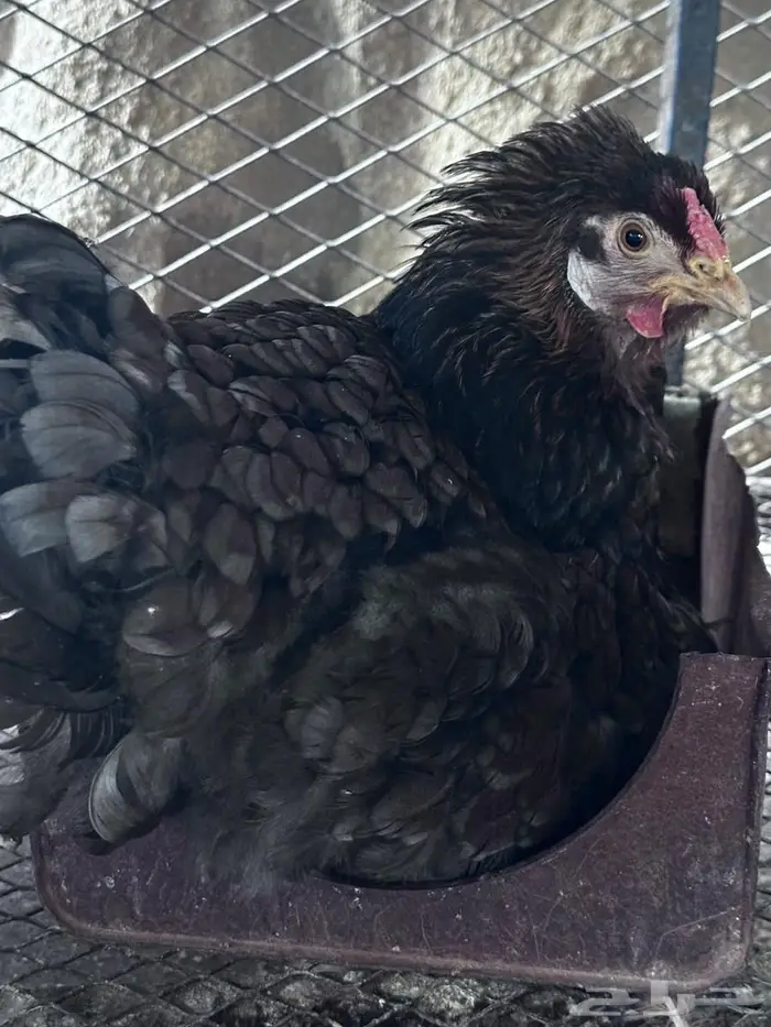 وايندوت رد بلو اجمل الألوان- الباحة 4