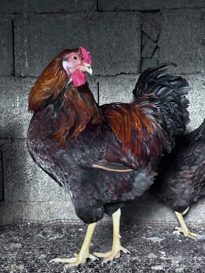 وايندوت رد بلو اجمل الألوان- الباحة 2