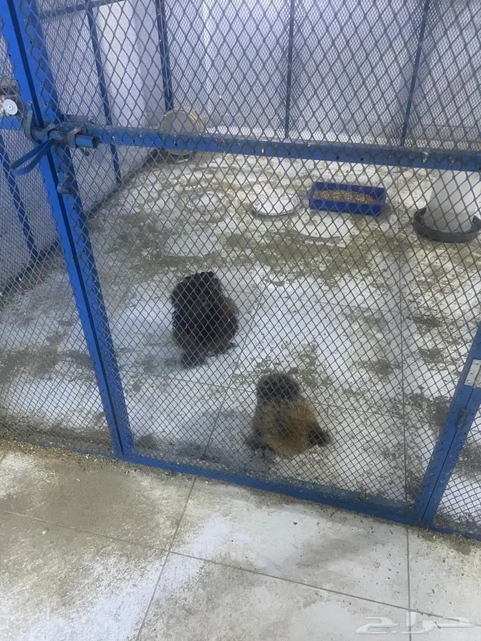 ديك ودجاج قطني 5