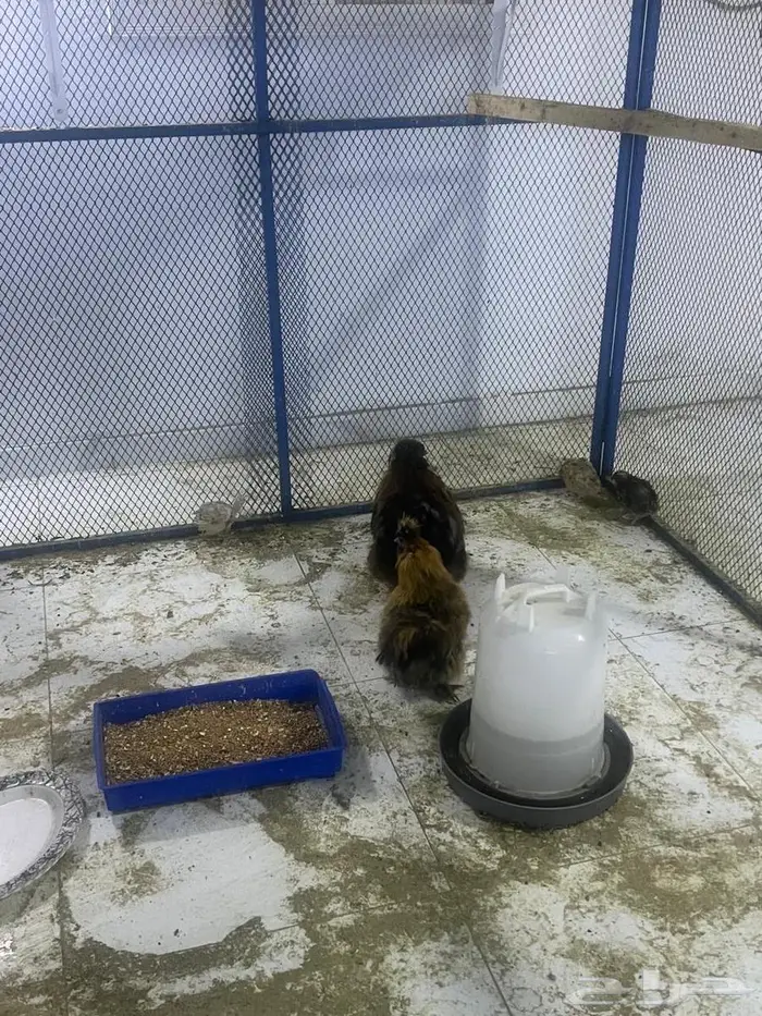 ديك ودجاج قطني 4