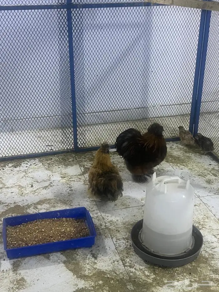 ديك ودجاج قطني 3