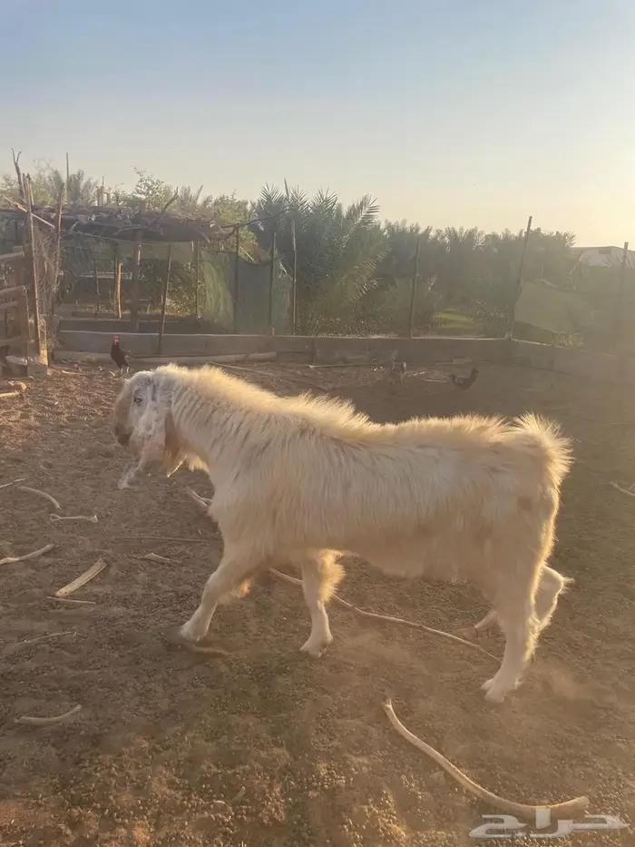 تيس فحل مشروك مصري اجم 0