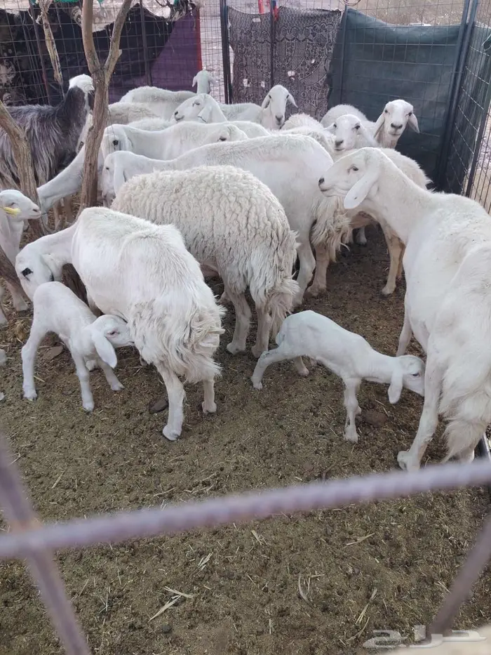 مراح ضان معزا 1