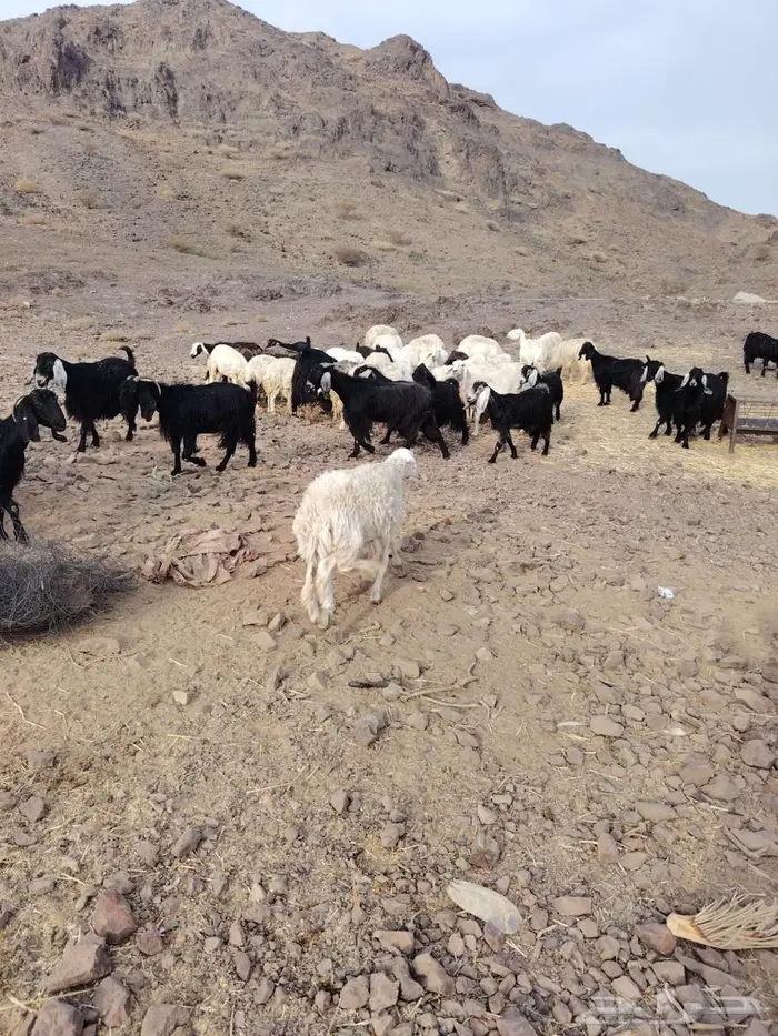 مراح ضان معزا 7