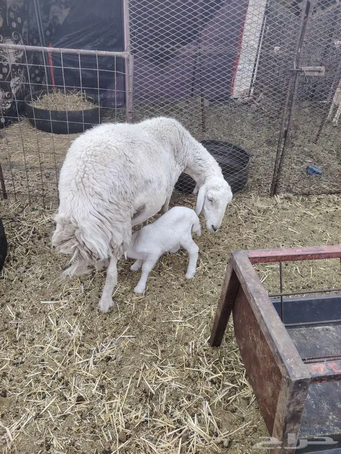 مراح ضان معزا 9