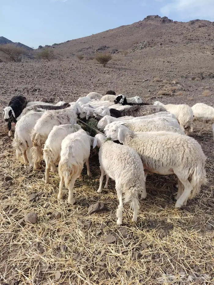 مراح ضان معزا 6