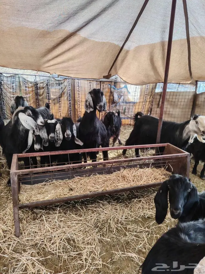 مراح ضان معزا 4