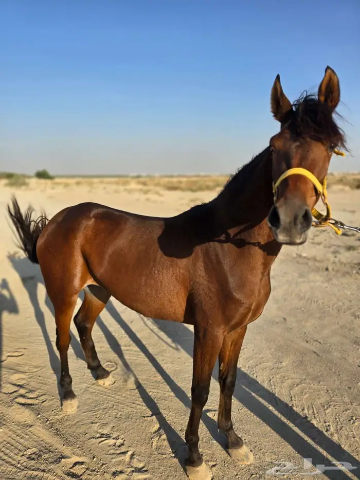 للبيع مهره شعبيه 2