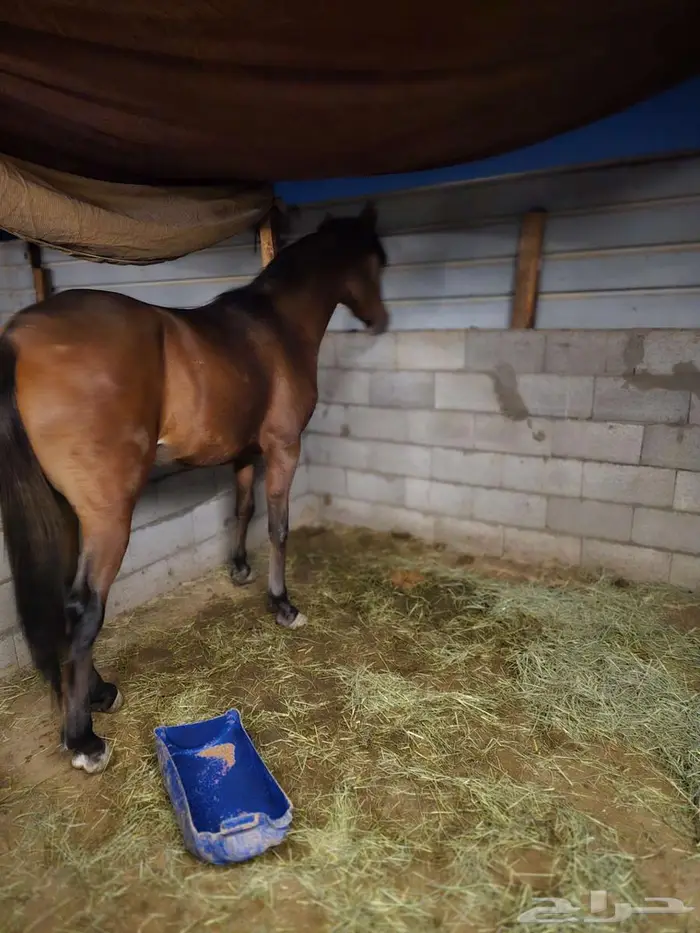 للبيع مهره شعبيه 1