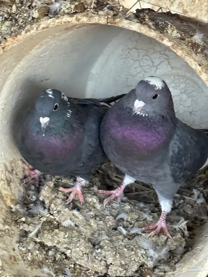 حمام قطايف 0