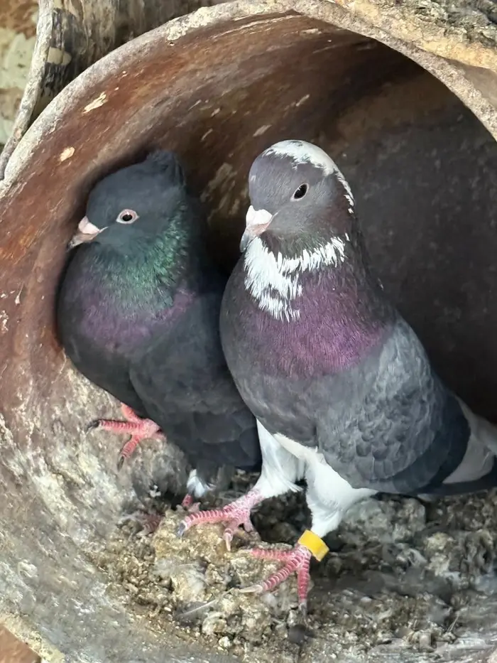 حمام قطايف 2