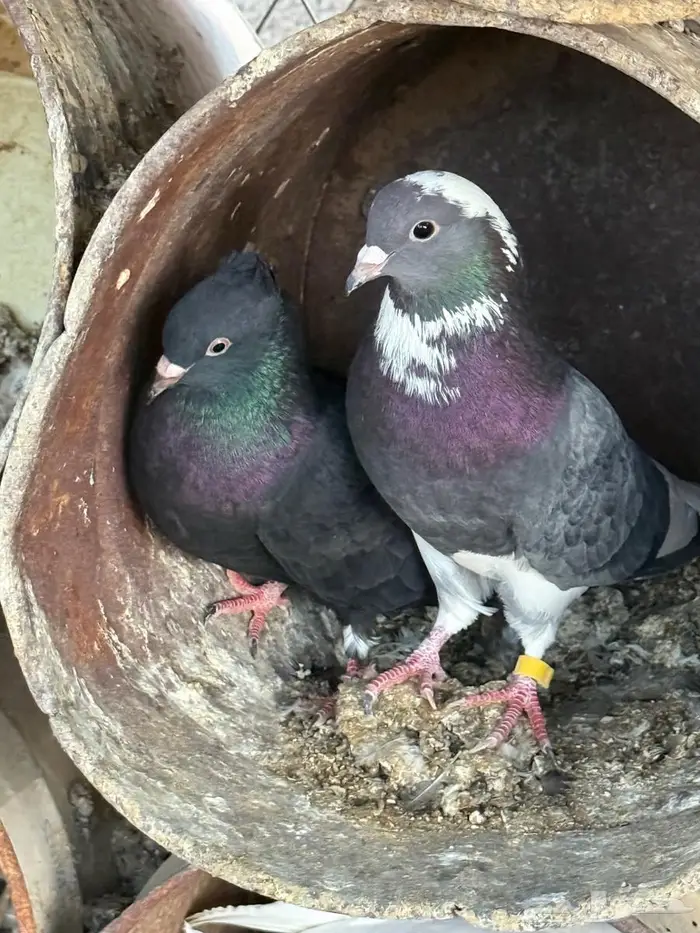 حمام قطايف 1