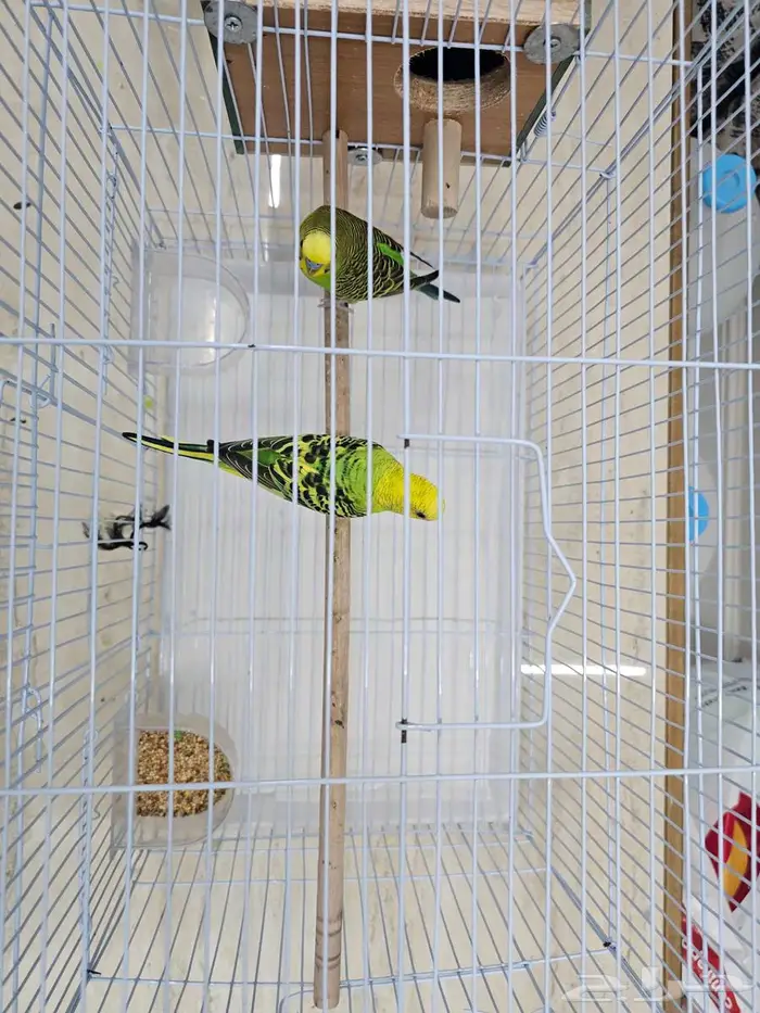 بادجي للبيع بكامل ملحقاته ب 200 ريال فقط 1