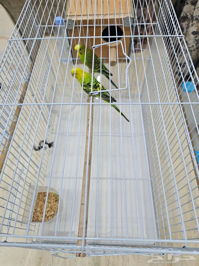 بادجي للبيع بكامل ملحقاته ب 200 ريال فقط 0