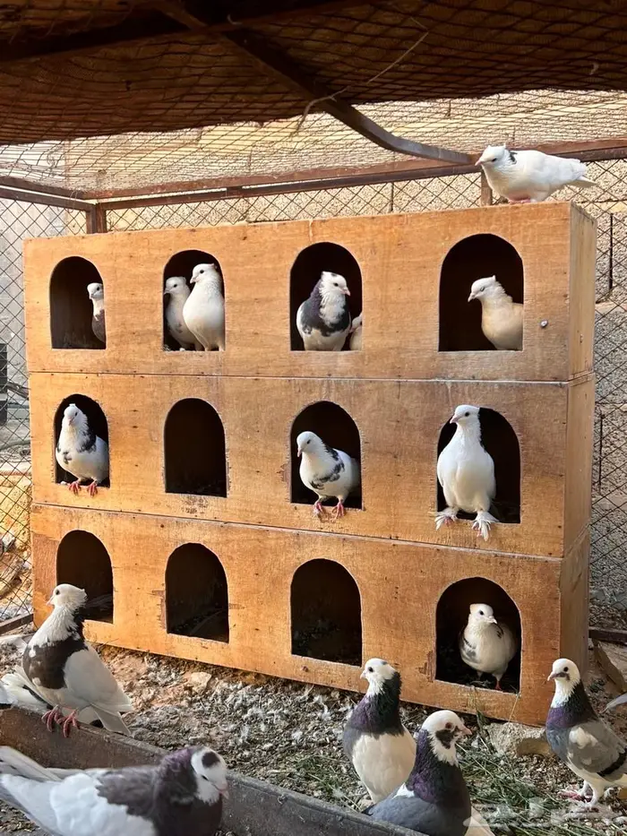 حمام ايراني 1