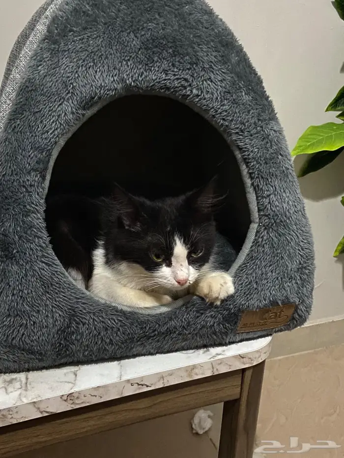 قطة للتبني 1