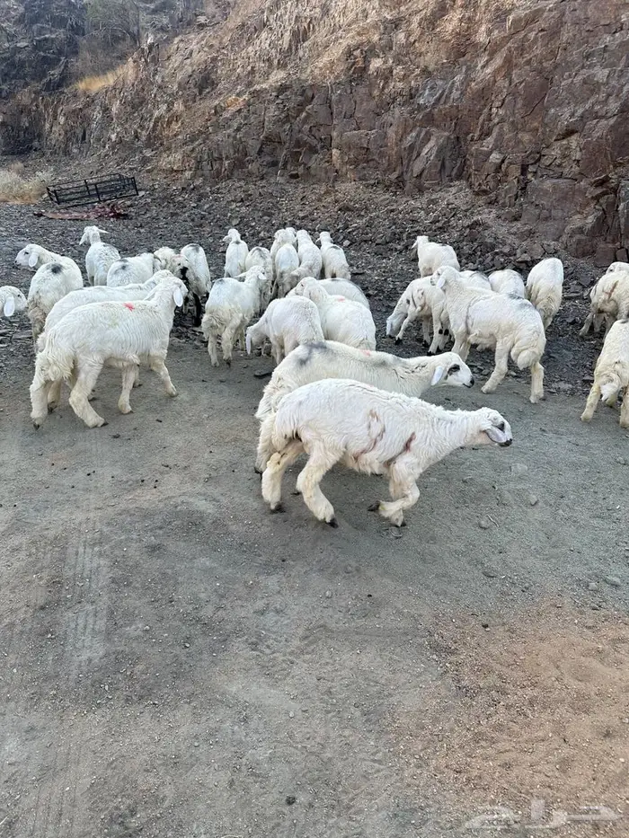 طليان للبيع 5