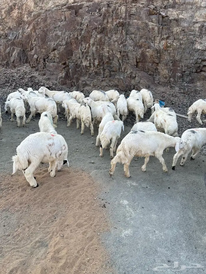 طليان للبيع 6