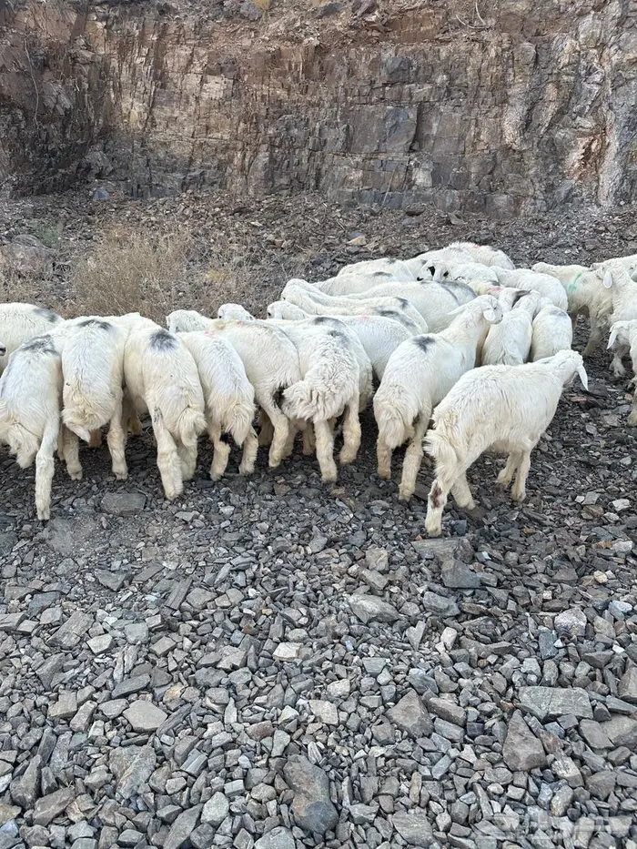 طليان للبيع 3